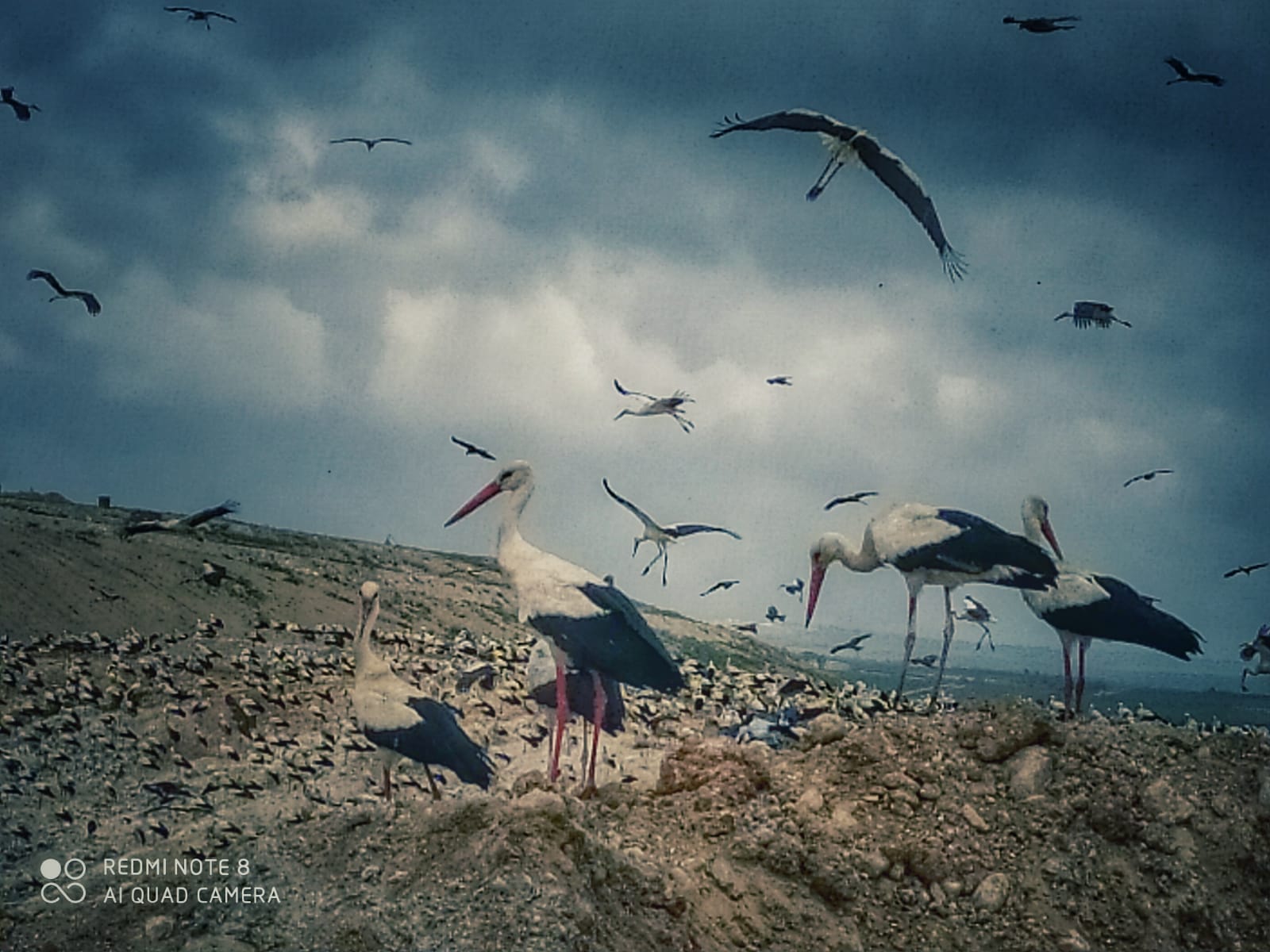 חסידות בדודאים - צילום חזי נקש