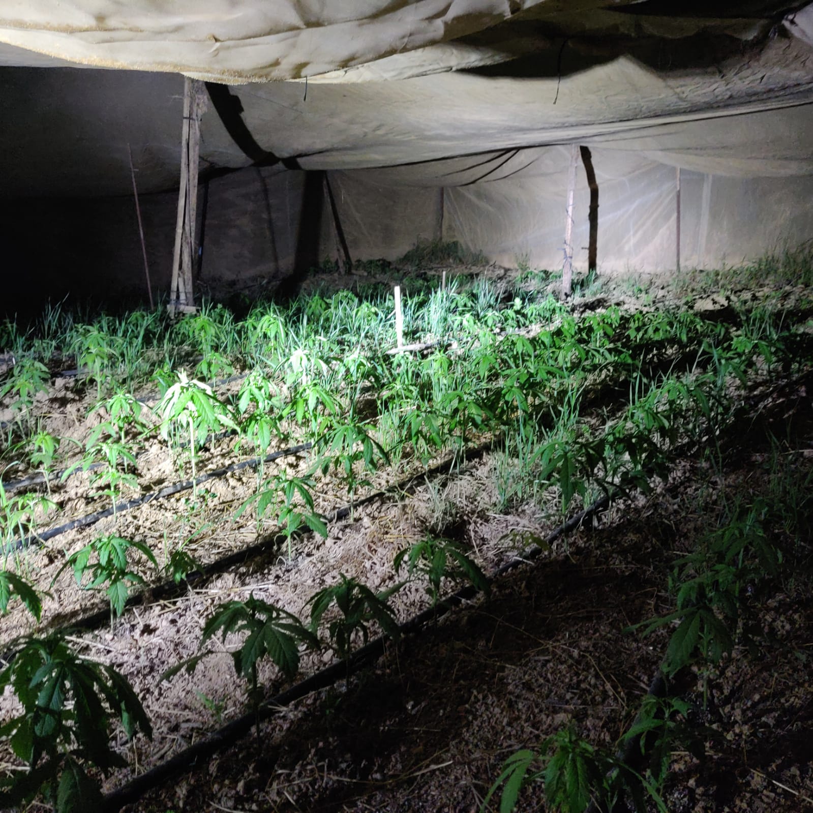 צילום דוברות משטרת ישראל 