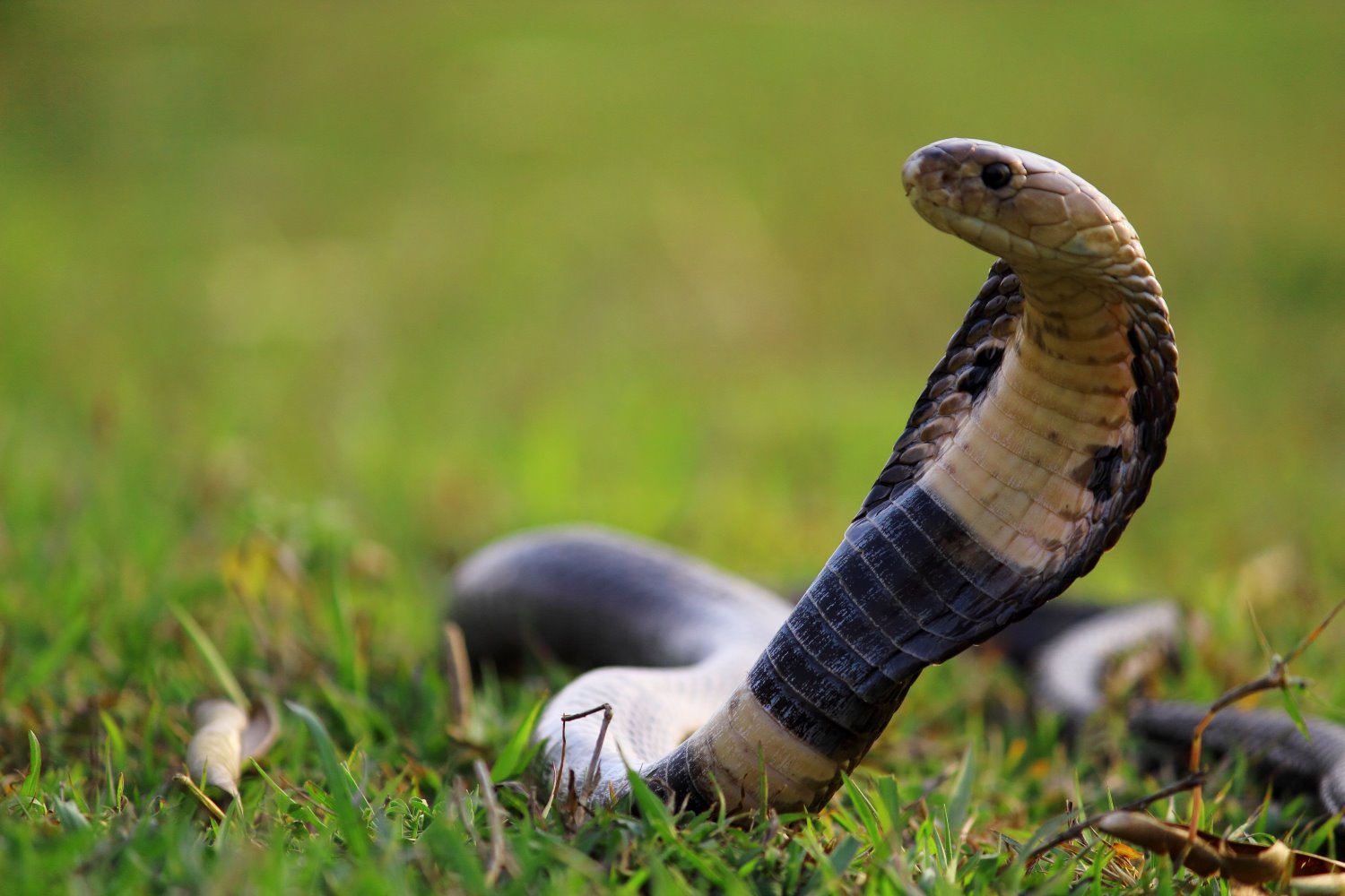 צילום: shutterstock אילוסטרציה 