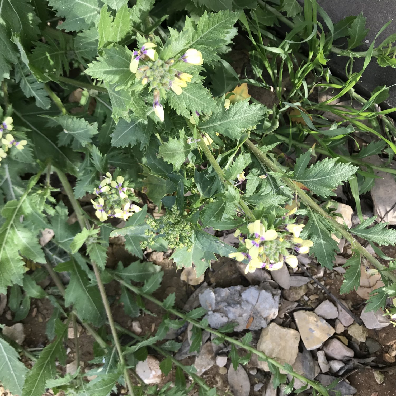 צילום עטרה הורוביץ