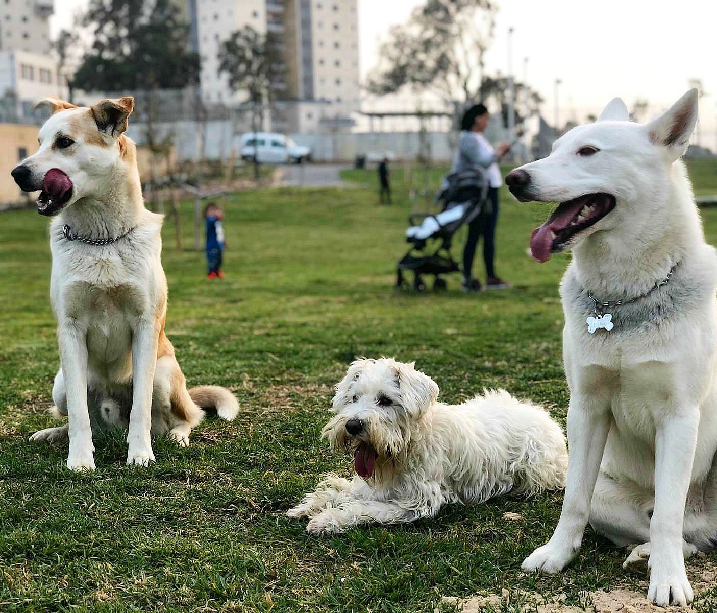 מימין לשמאל המתוקים: דילן, דוני ונאצ׳ו | צילום: לי-שי קצב 