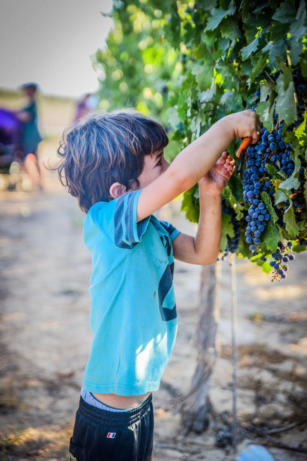 פסטיבל הבציר. קרדיט ישי כהן, ישי כהן השומר החדש, תות ברנע, מרחב בריחה בטבע