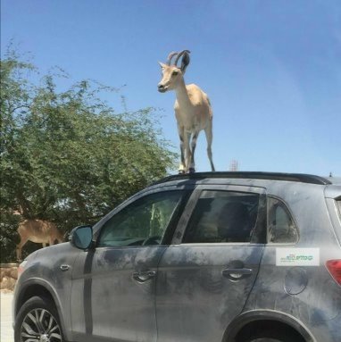 צילום באדיבות כללית 