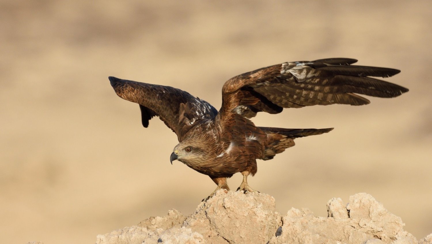 קרדיט לתמונה- לדניאל ברקוביץ׳ 