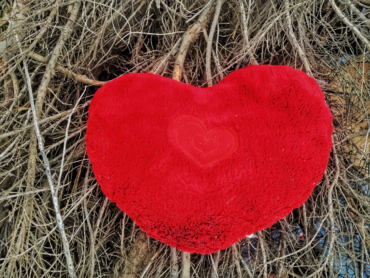 צילום: חזי נקאש 