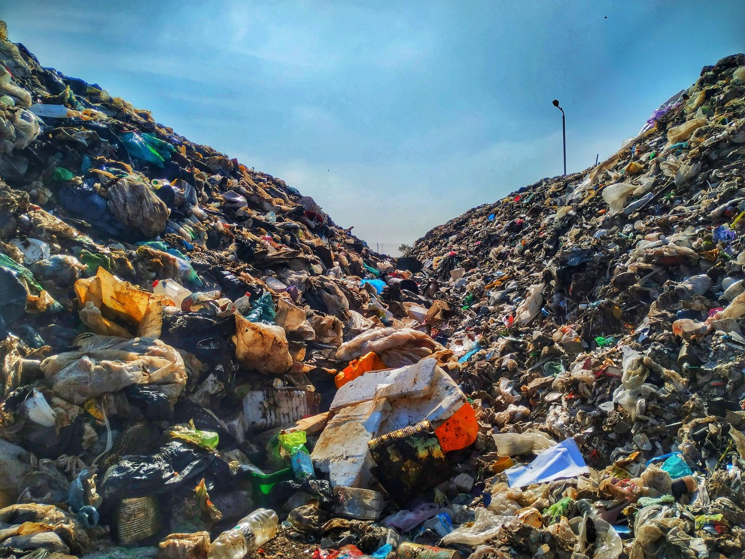 דודים צילום חזי נקש 