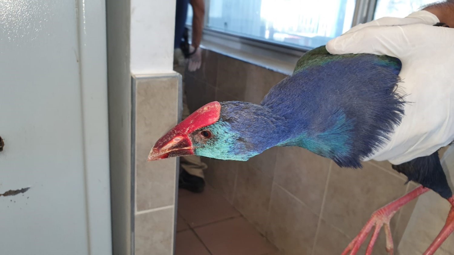 ציפור נדירה נמצאה במפעלי ים המלח של חברת ICL