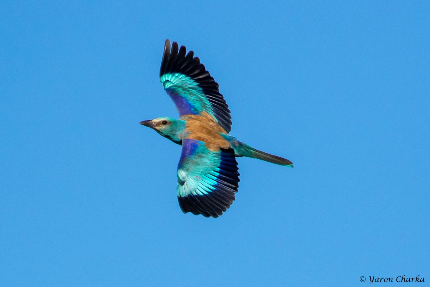 קרדיט: ירון צ'רקה, מערך הסברה קקל