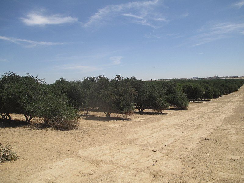מטע חוחובה בחצרים- קרדיט אבישי טייכר