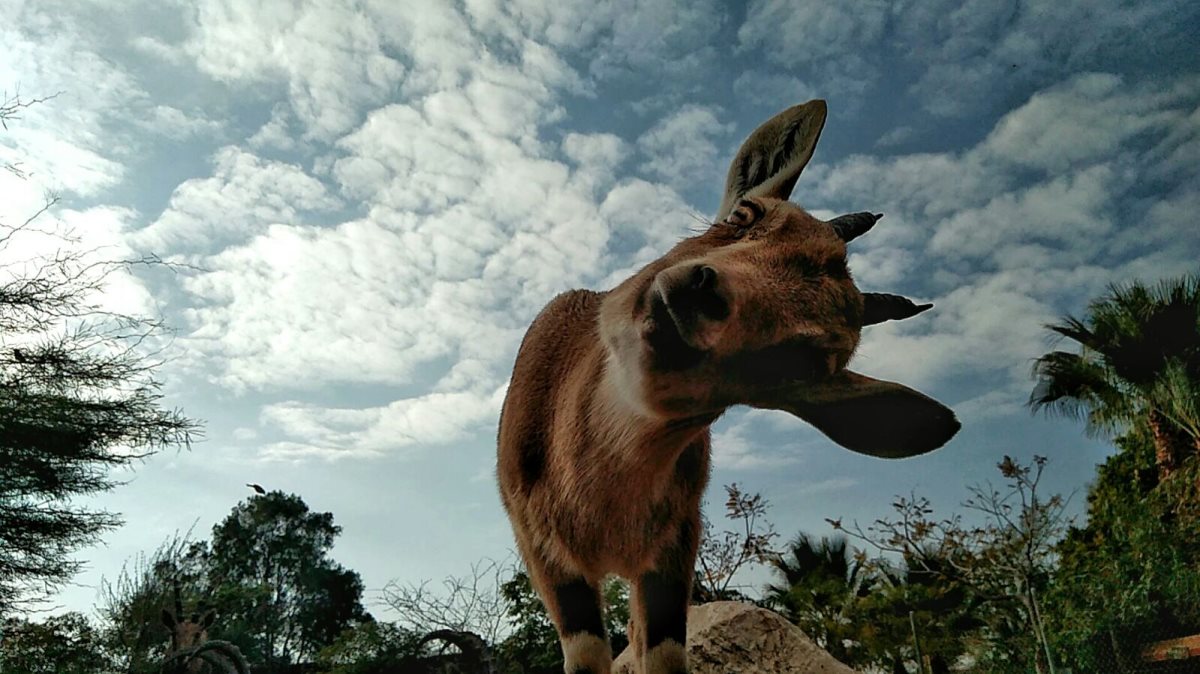 קרדיט - נגב zoo