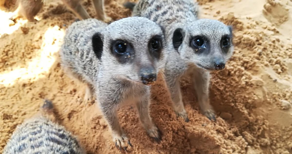 קרדיט - נגב zoo