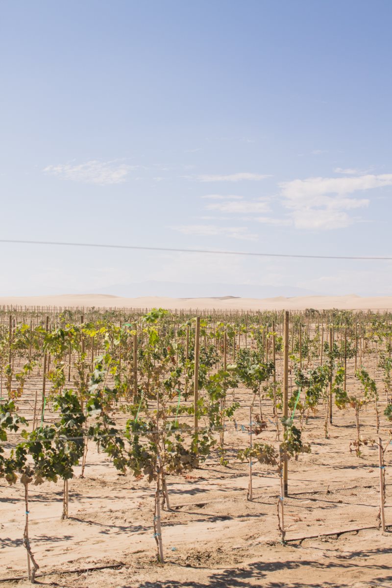 קרדיט - צילום פרטי