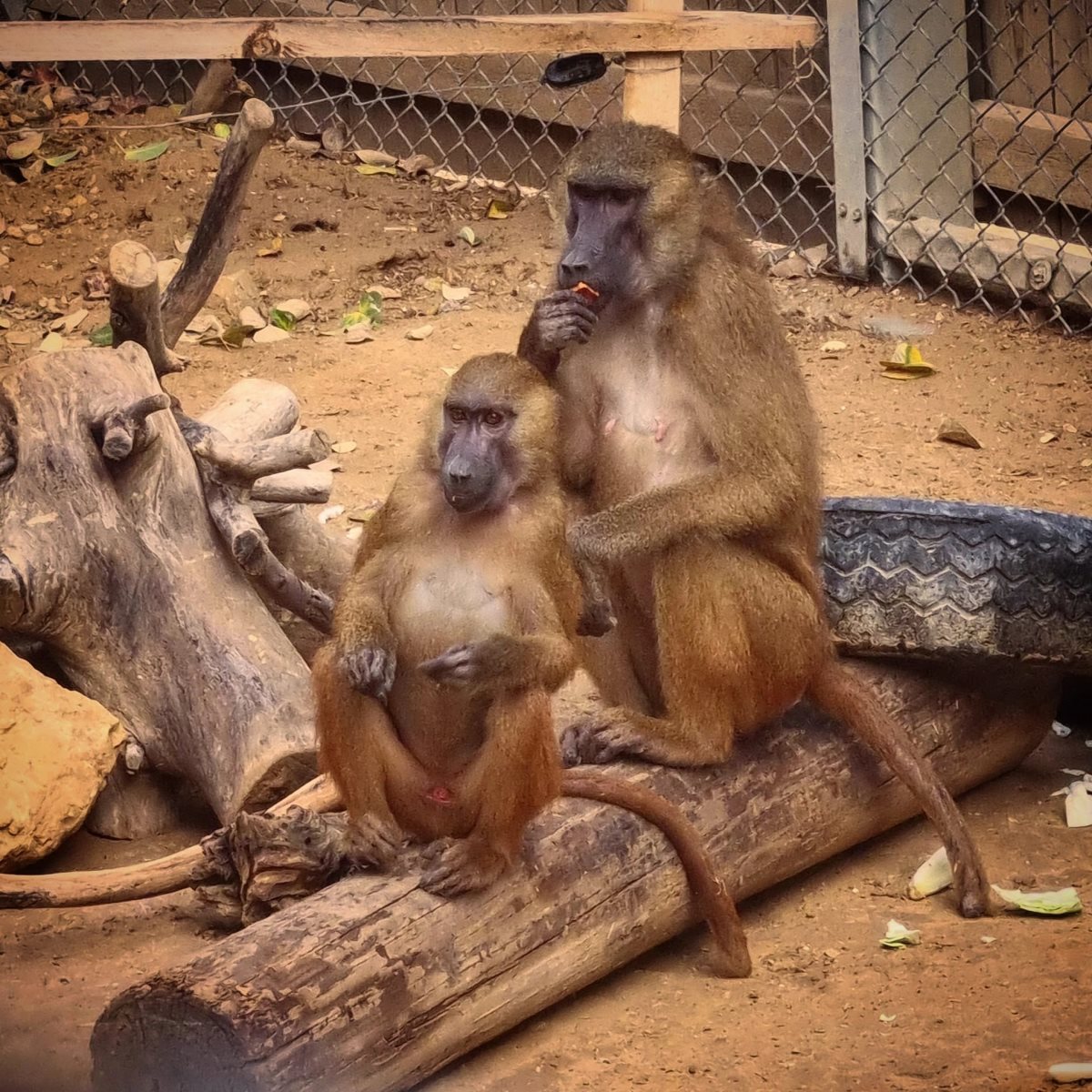 תגידו שלום לדיירים החדשים. קרדיט - נגב ZOO