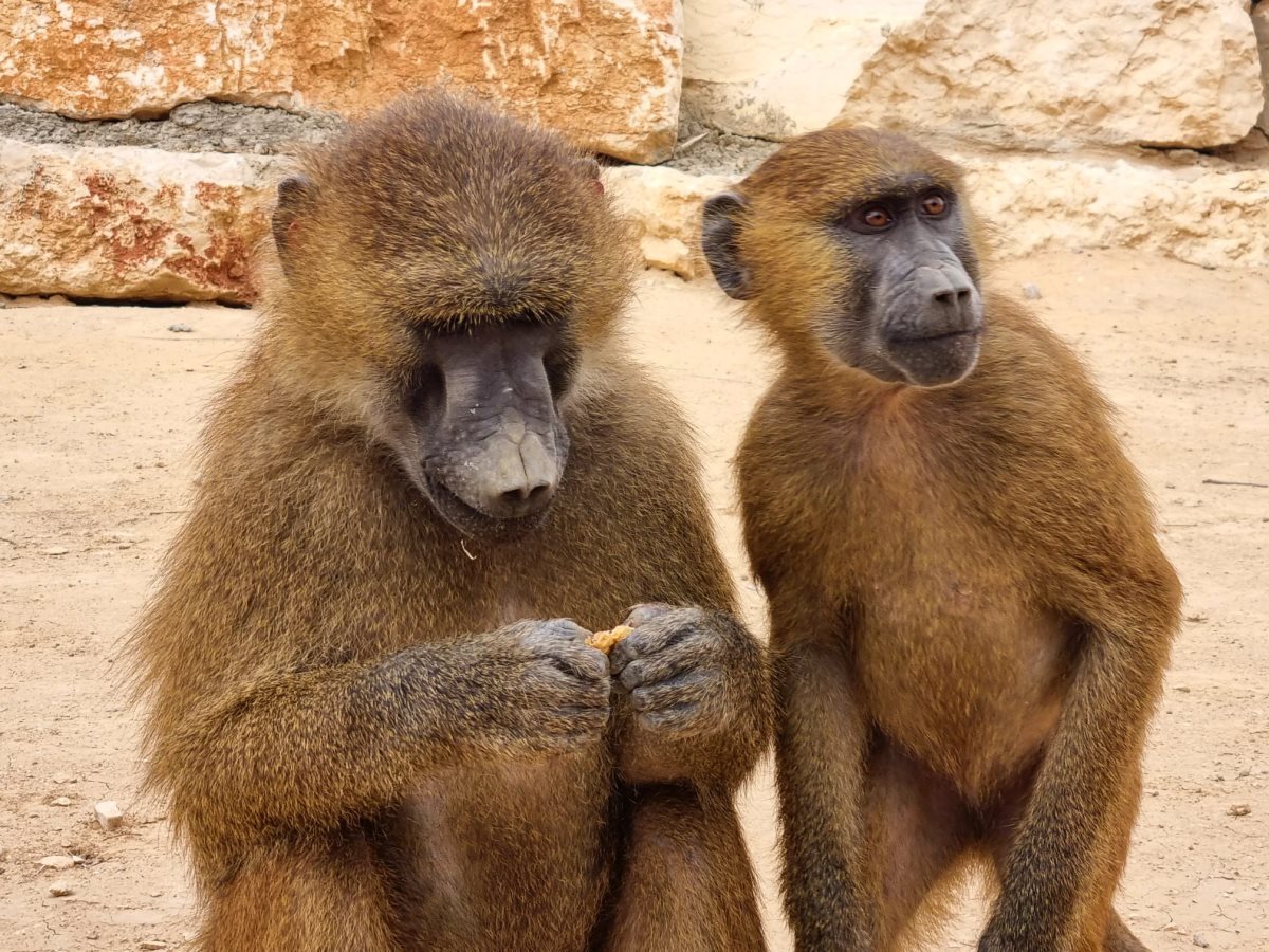 קרדיט - נגב ZOO