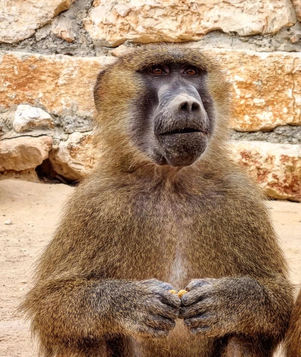 חיים בממוצע כ-36 שנה. קרדיט - נגב ZOO