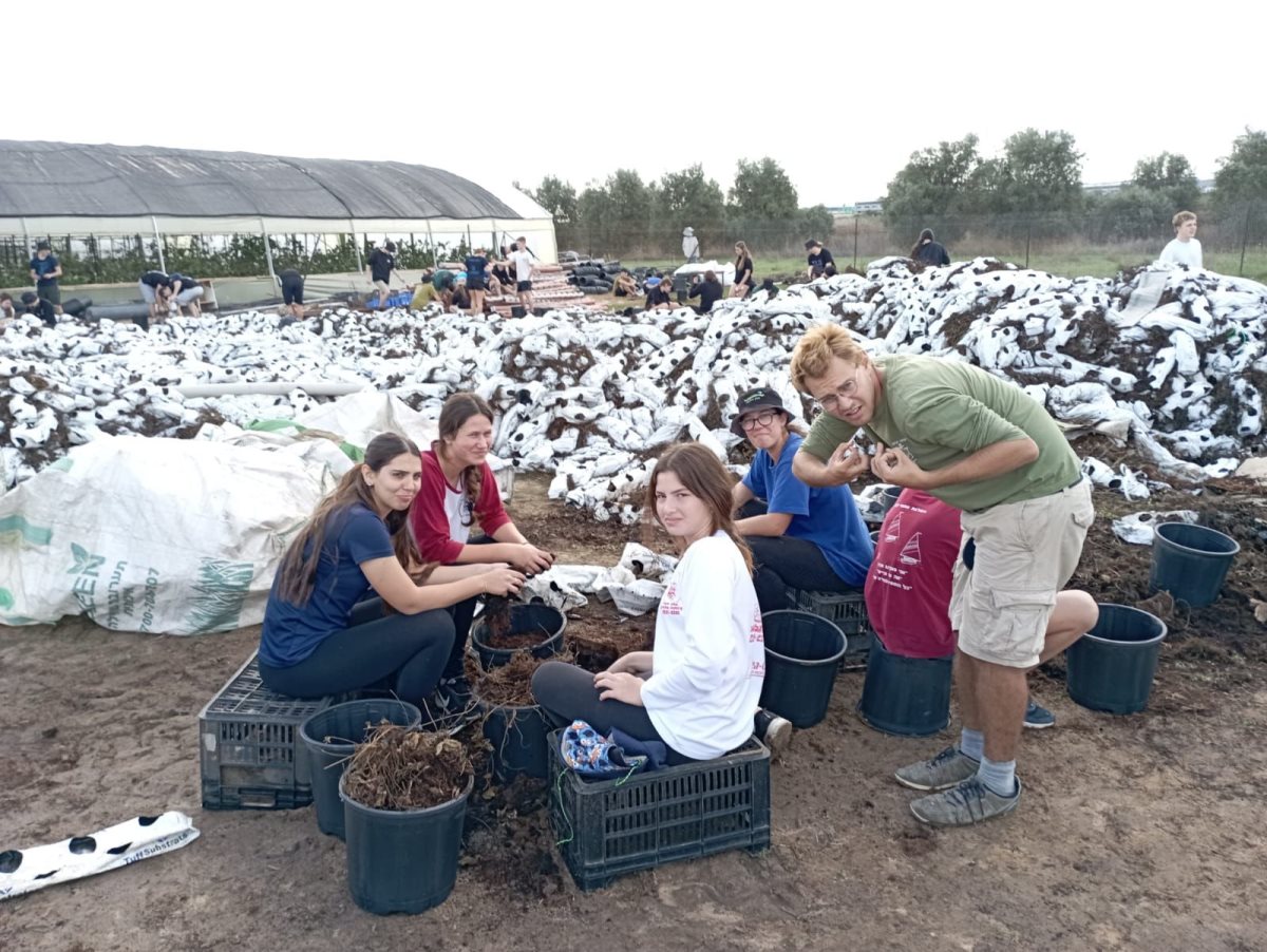 עוזרים לחקלאים בשדה תותים ופטל. קרדיט - תנועת הצופים