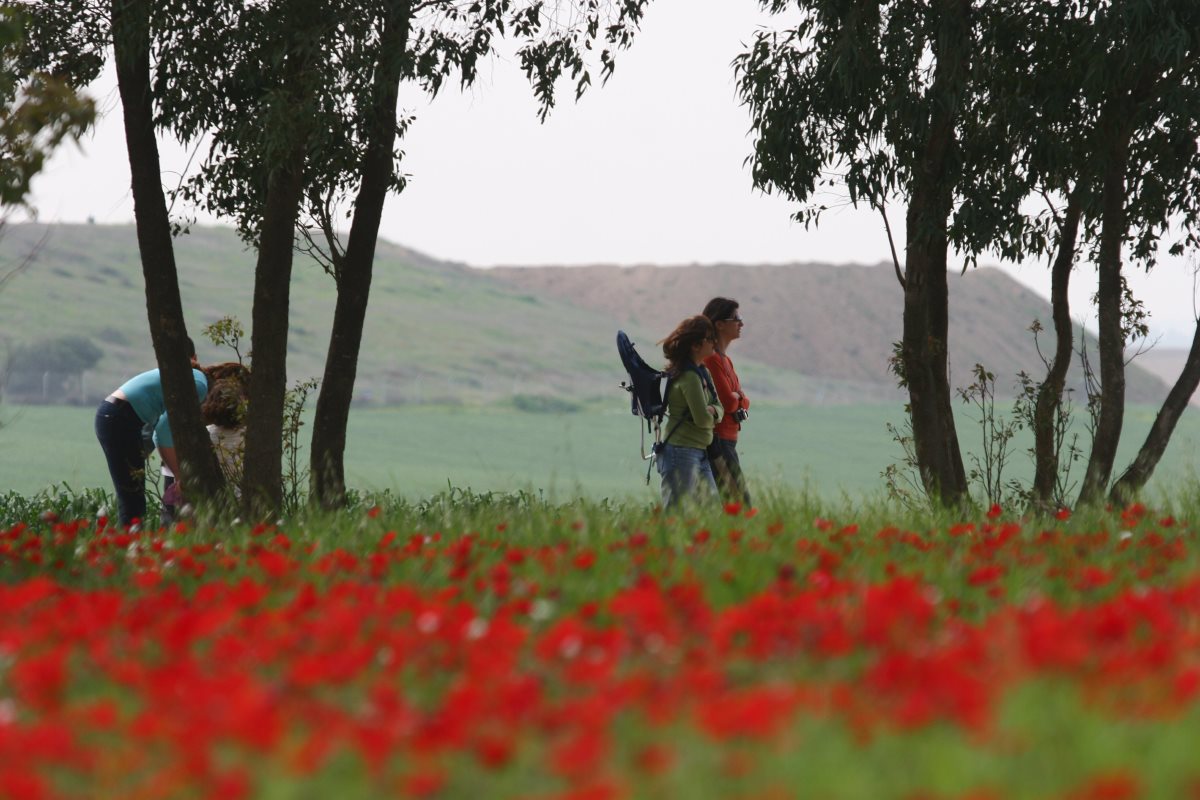 יער בארי- קרדיט לימור אדרי קק"ל