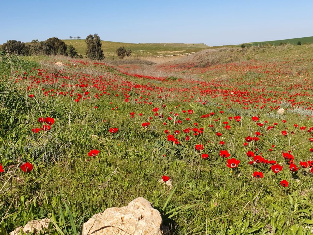 דרום אדום. קרדיט: איתי זיידנברג