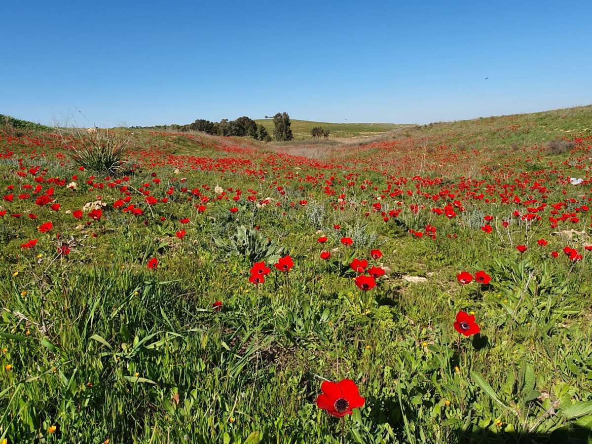 דרום אדום. קרדיט: איתי זיידנברג