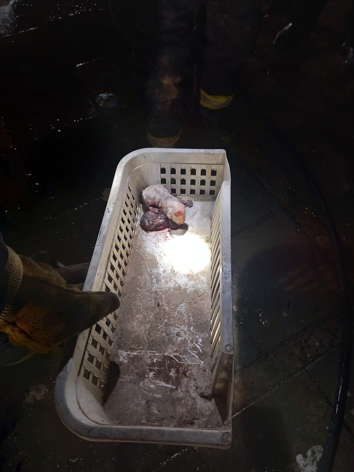 צילום:  תיעוד מבצעי כבאות והצלה לישראל 