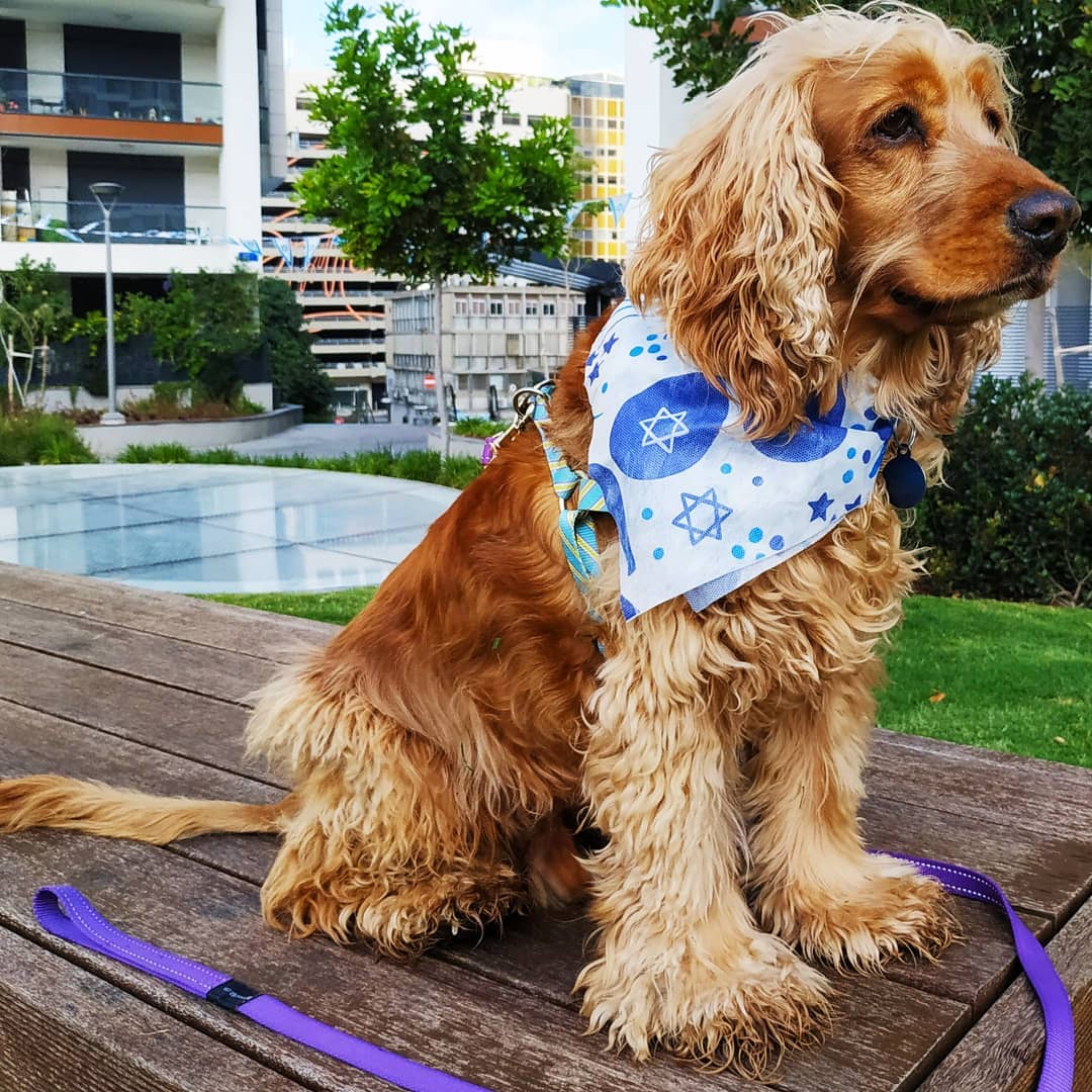 נוגדן כחול לבן לכלבת של חברת קמהדע הישראלית. צילום - נאוה עינבר