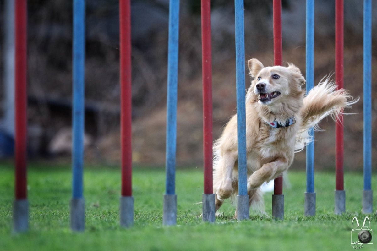 צילום: מאיר גור