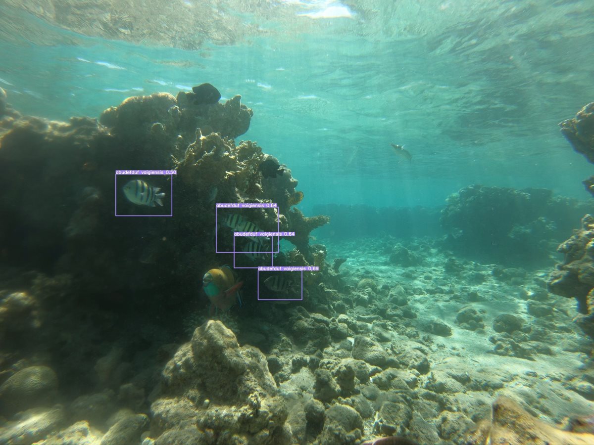 מתוך מצלמת גופרו8- בינה מלאכותית מאתרת את דגי הדפדוף. צילום: ויקטור קינה