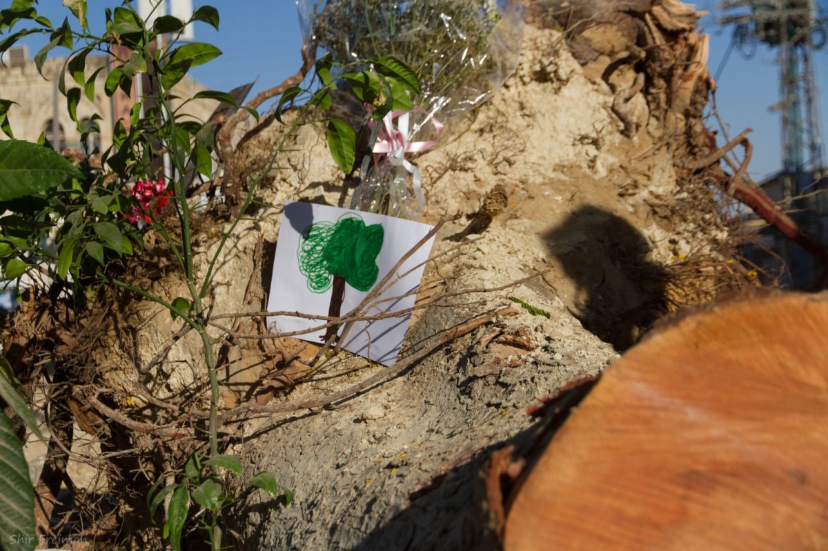 צילום: שיר פריימן