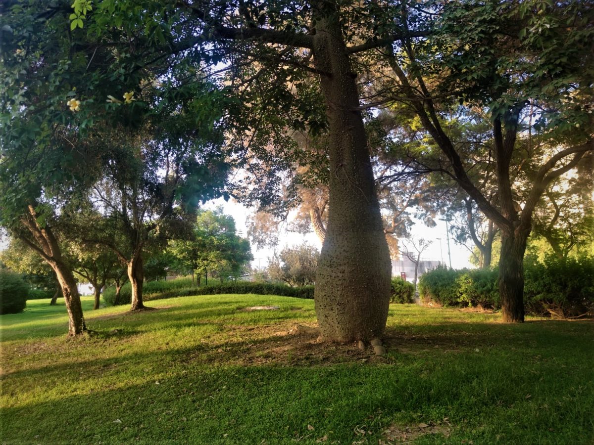 גן הראשונים, צילום: סתיו ליבנה
