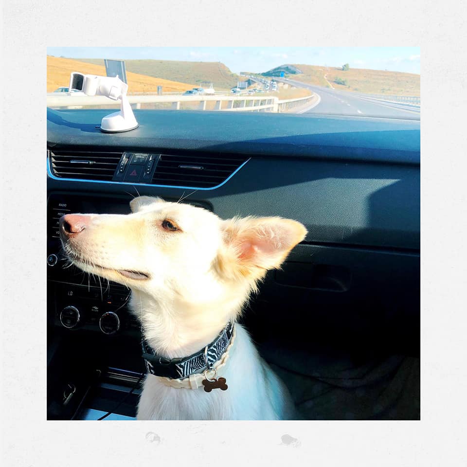 תוכן גולשים על פי סעיף 27א, עלמה