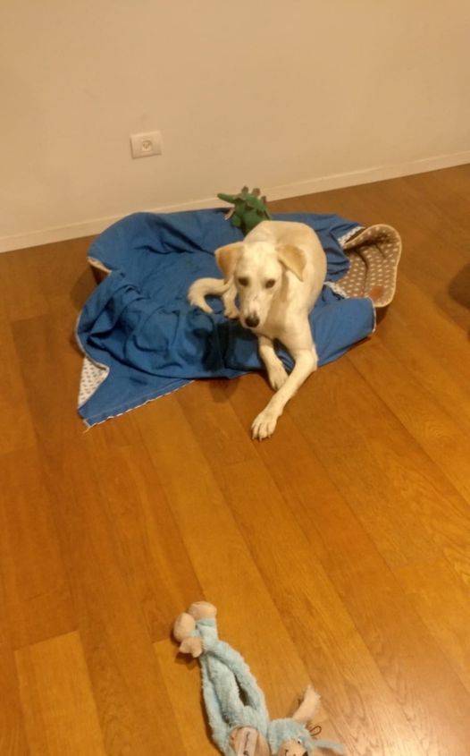 באדיבות מצילים את כלבי באר שבע