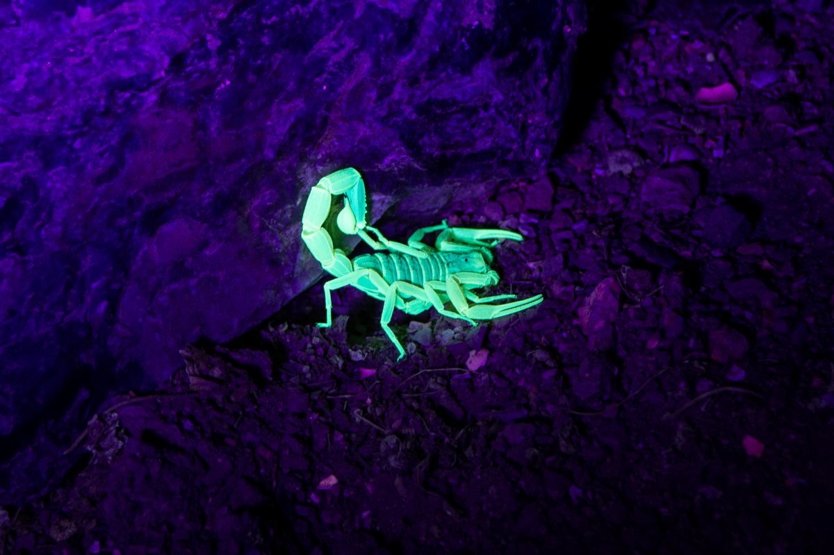 באדיבות כפר הנוקדים