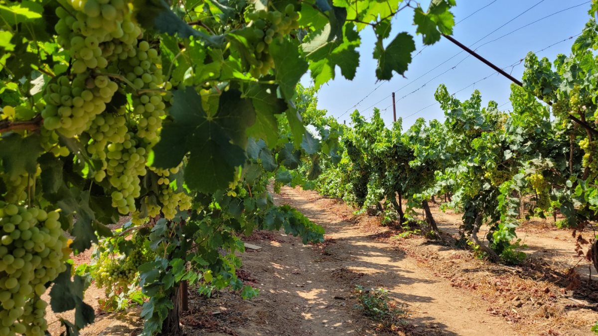 צילום הכרם בלכיש