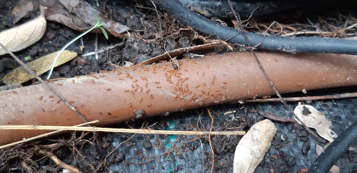 צילום: שרון טל, רשות הטבע והגנים 