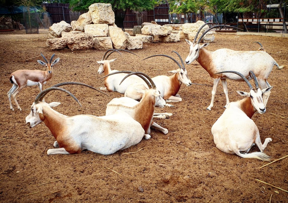 נגב זו - קרדיט ליאור עמר