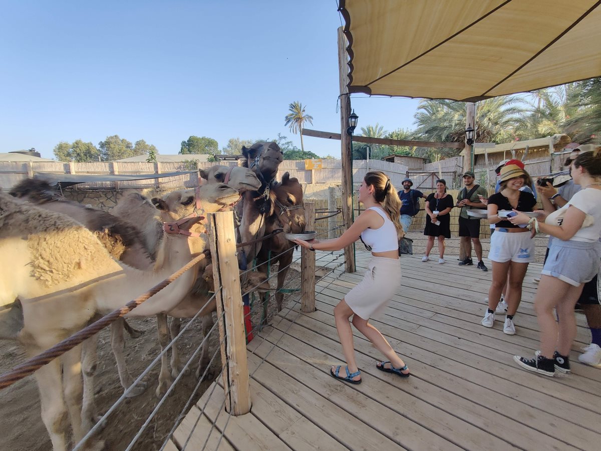 האכלת גמלי כפר הנוקדים - קרדיט: יוני גריצנר