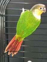 התוכי סנופי. קרדיט - זהבית אבוחצירה