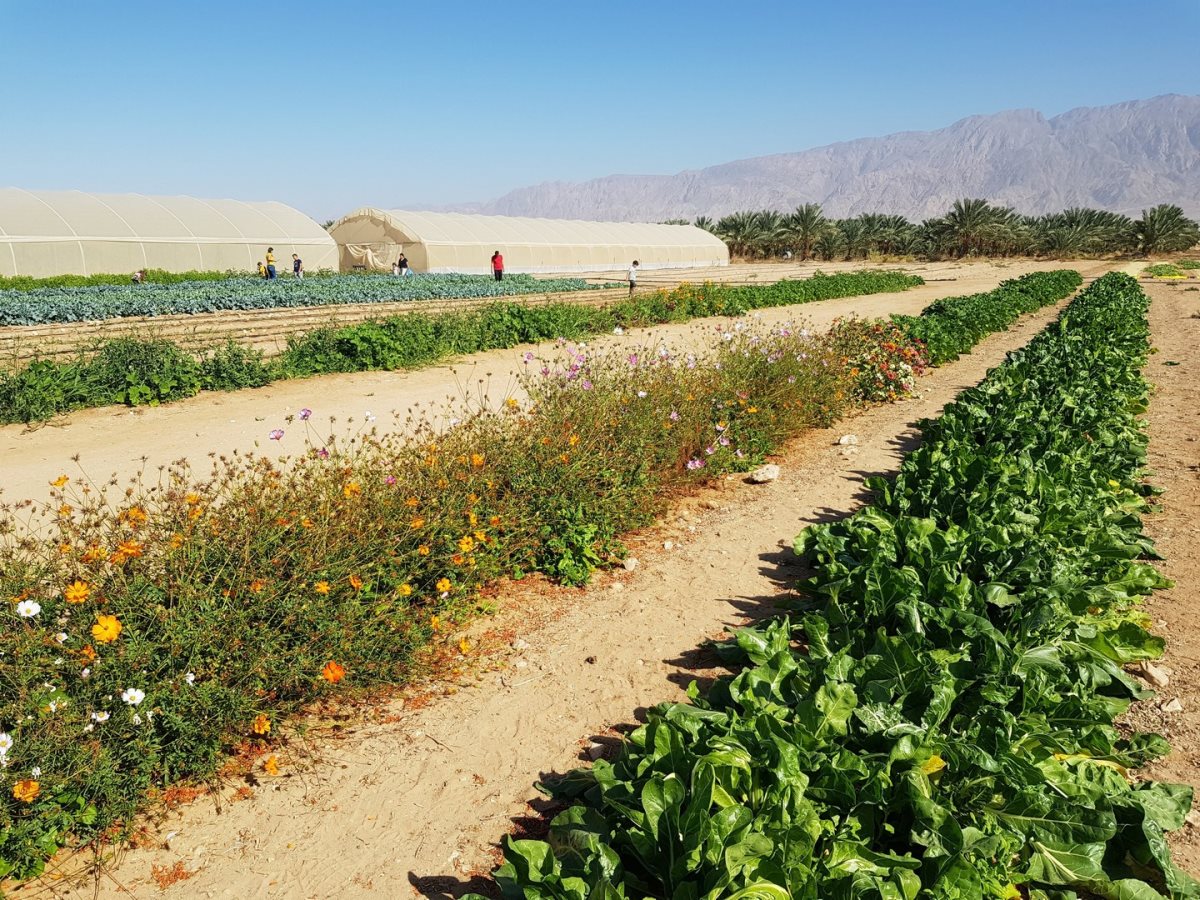 באדיבות קיבוץ אליפז