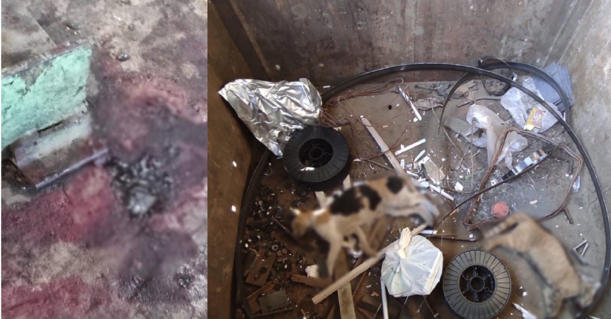 החתולים המתים. קרדיט - צילום פרטי