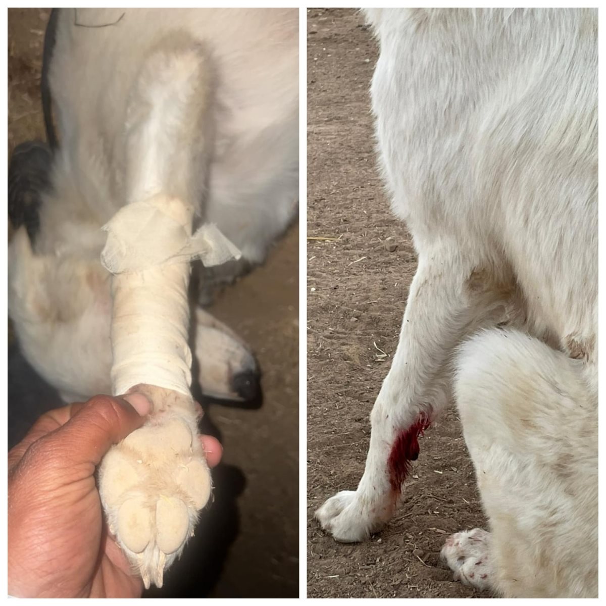 קרדיט - צילום פרטי