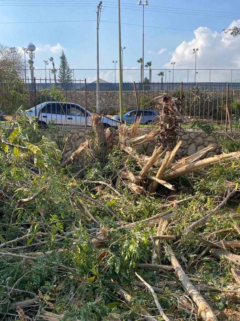 החורשה לאחר הכריתה. קרדיט: בלה גרשטיין, צילום פרטי.