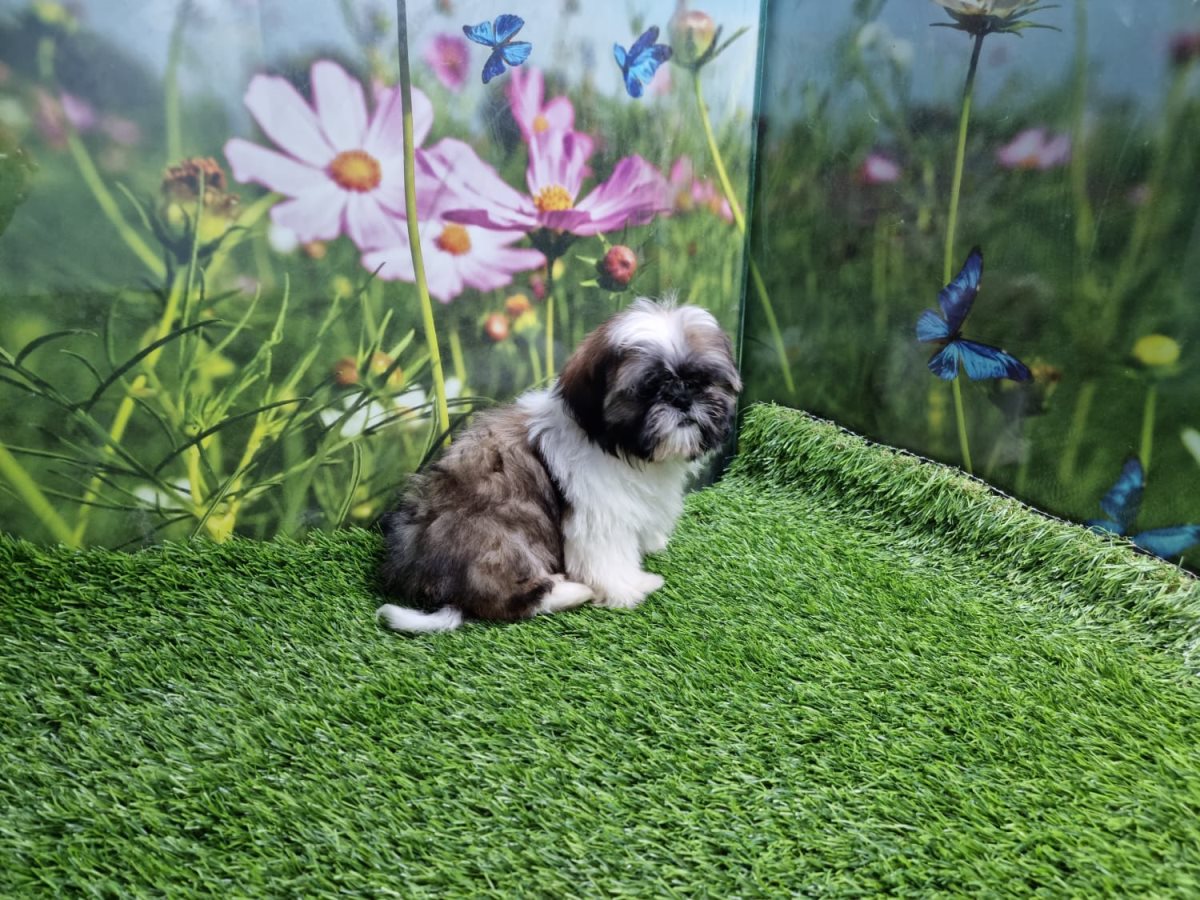 מולי חיות מחמד