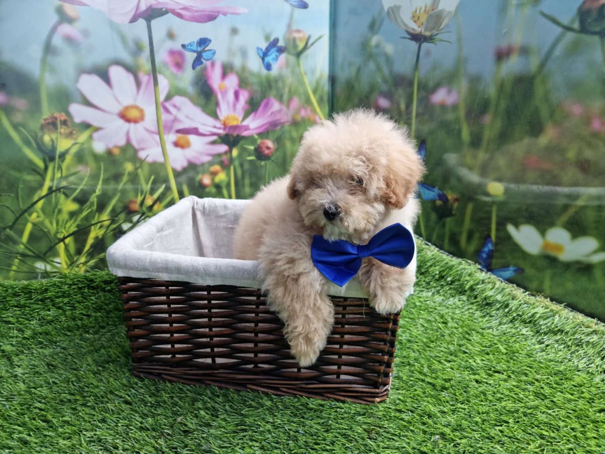 מולי חיות מחמד