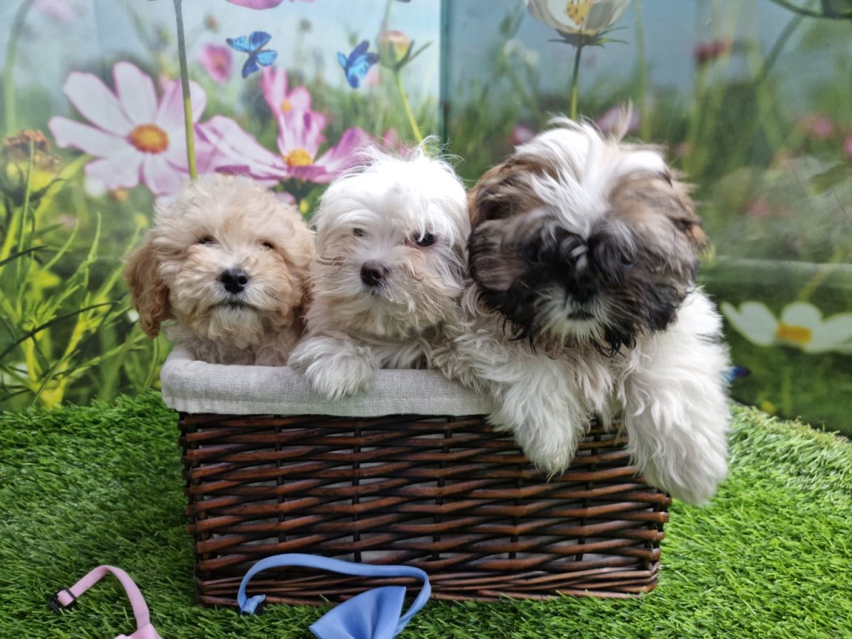 מולי חיות מחמד