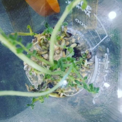 קרדיט - מעבדות אביב