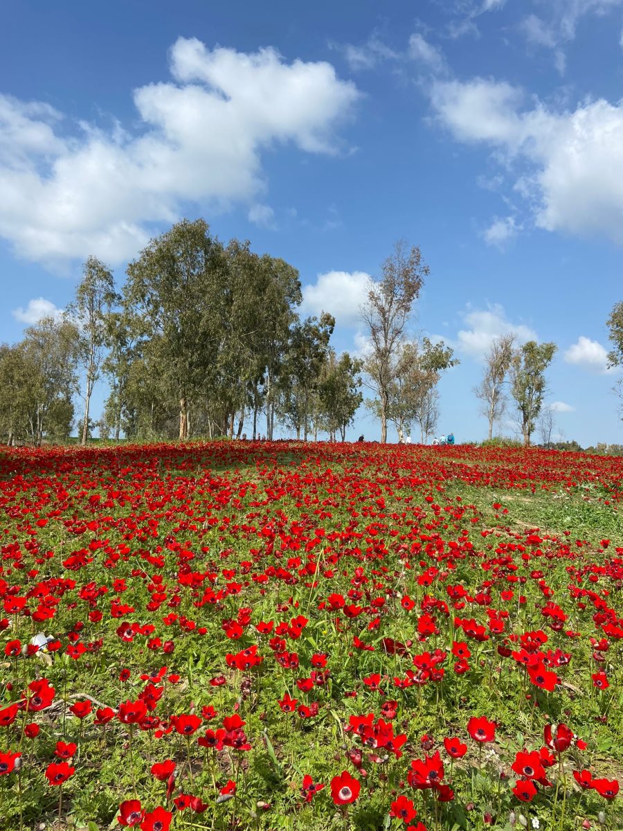 קרדיט - אלמוג בשני