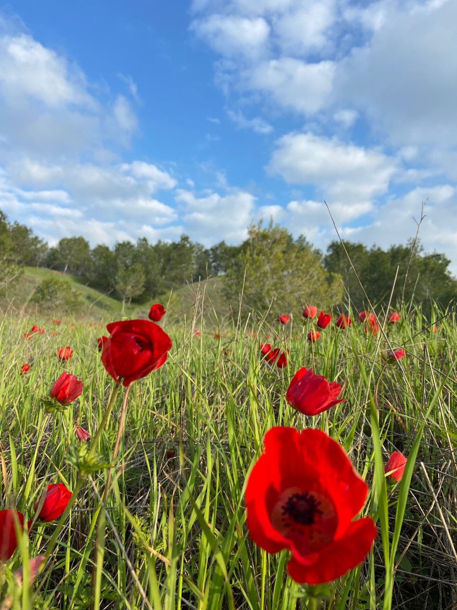 קרדיט - אלמוג בשני