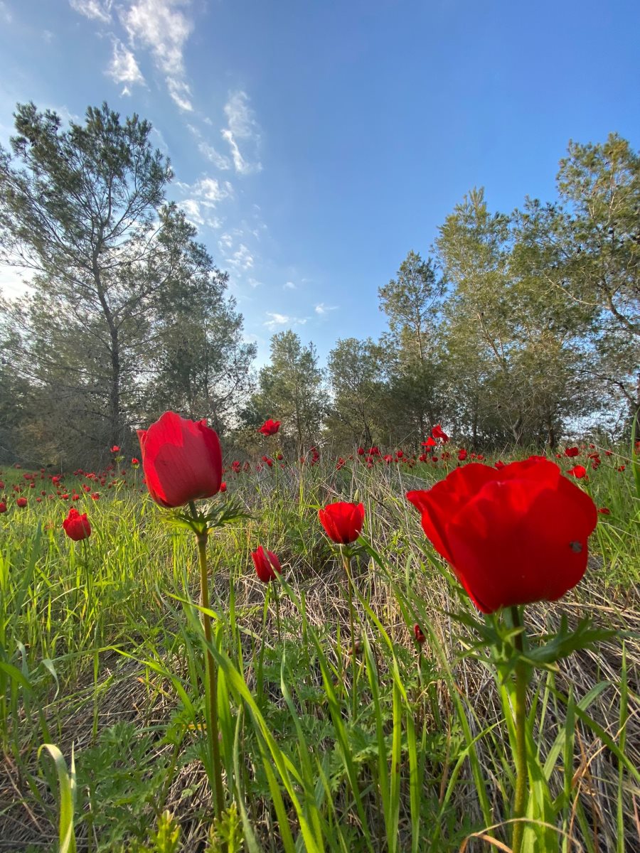 קרדיט - אלמוג בשני