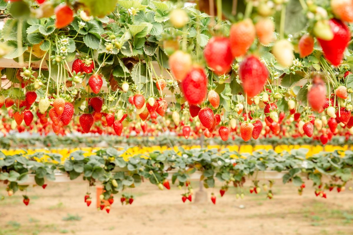 קרדיט- חוי כהן