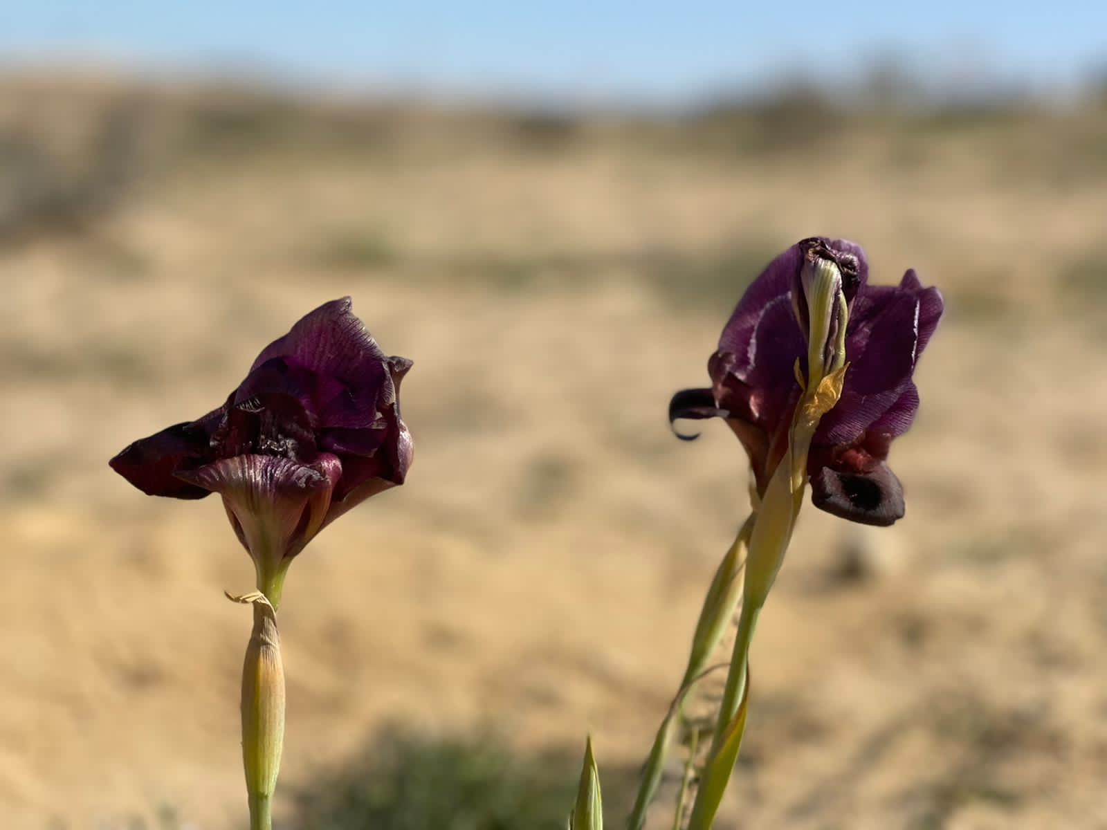 צילום: חני בריגע, עמותת תיירות ירוחם
